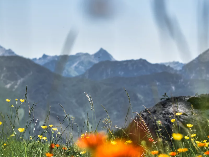 Blumenwiese_PillerseeTal_Hotel_Chalets_Grosslehen_c_Sina_Bodingbauer
