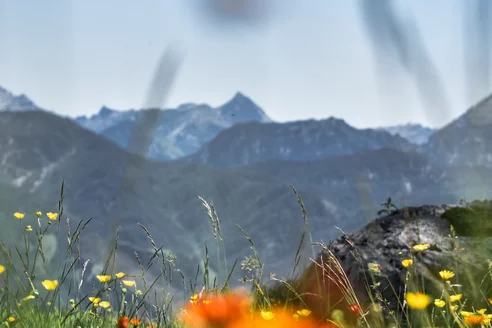 Blumenwiese_PillerseeTal_Hotel_Chalets_Grosslehen_c_Sina_Bodingbauer